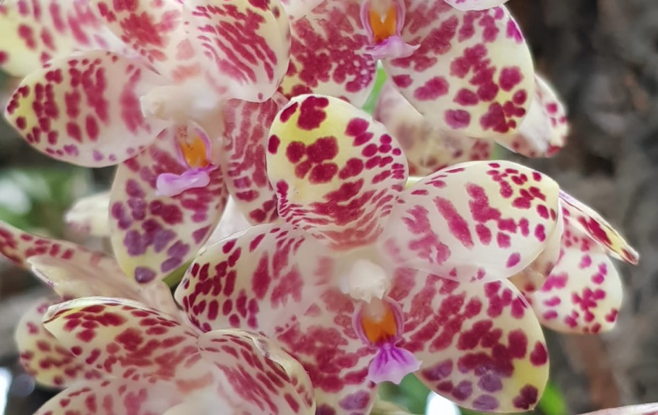 Florece por primera vez en Estepona una orquídea de las consideradas raras por el gran tamaño de sus hojas