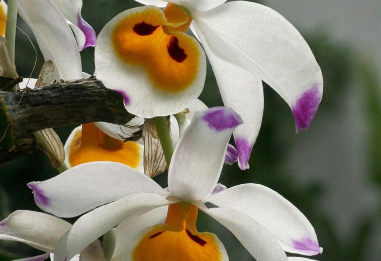 La floración en las orquídeas