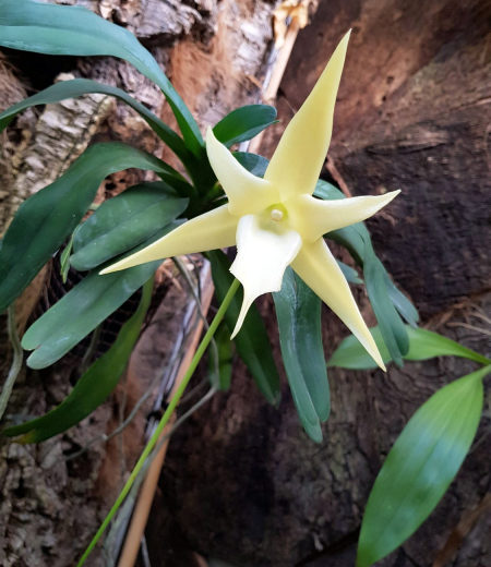 El Parque Botánico-Orquidario de Estepona alberga una especie única por tener el nectario de mayor longitud