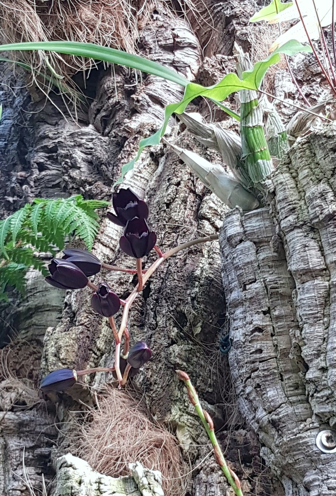 Florece en el Parque Botánico-Orquidario de Estepona una especie única por el color negro de sus flores